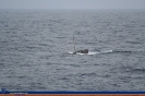 Submarino 