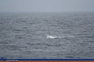Submarino 