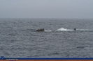 Submarino 